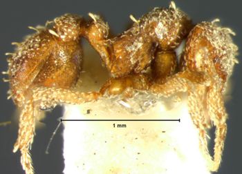 Media type: image;   Entomology 21124 Aspect: habitus lateral view